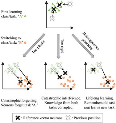 Controlled Forgetting: Targeted Stimulation and Dopaminergic Plasticity Modulation for Unsupervised Lifelong Learning in Spiking Neural Networks